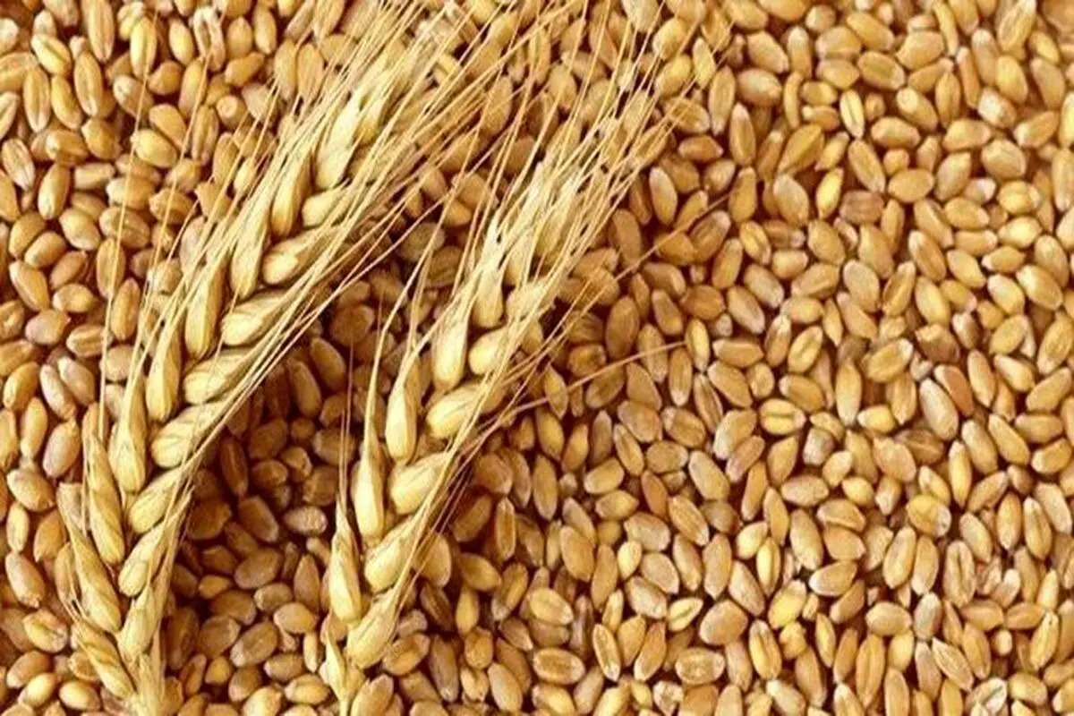 افزایش قیمت گندم در سال 1401 