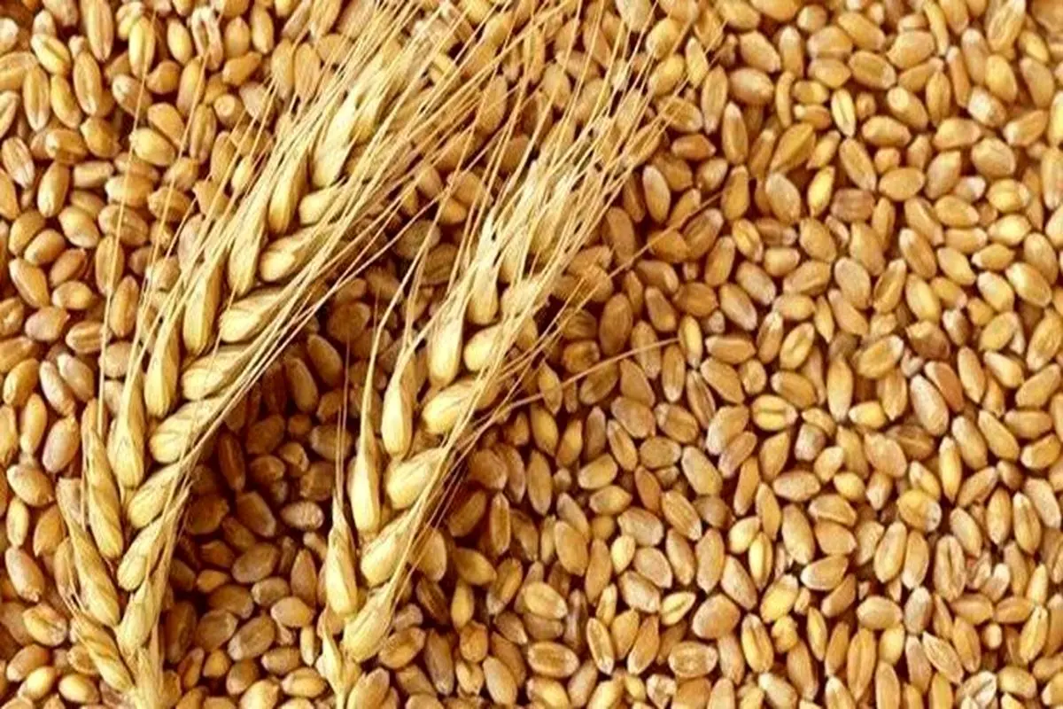 افزایش قیمت گندم در سال 1401 