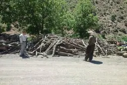 کشف بیش از یک تن چوب قاچاق در کامیاران