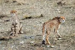 گم‌کردن سررشته یوزها
