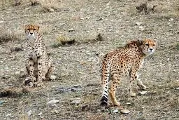 گم‌کردن سررشته یوزها
