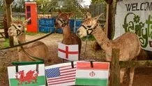 باخت انگلیس مقابل ایران در جام جهانی!