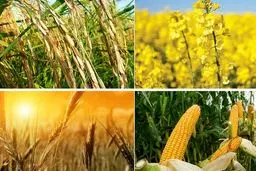 تصویب قیمت  تضمینی خرید جو و دانه های روغنی