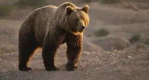 ماجرای حمله خرس به نوجوان ۱۴ ساله چه بود؟
