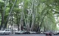 شهرداری تهران: فردی که ۱۳ چنار خیابان ولیعصر را خشکاند، ۱۱۷ میلیارد جریمه کردیم 