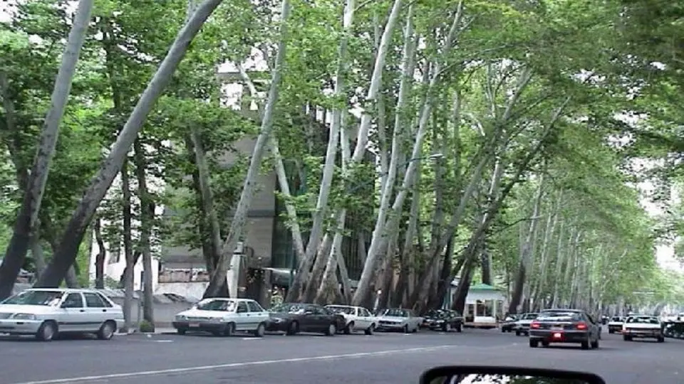 شهرداری تهران: فردی که ۱۳ چنار خیابان ولیعصر را خشکاند، ۱۱۷ میلیارد جریمه کردیم 