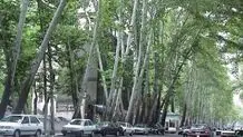 شهرداری تهران: فردی که ۱۳ چنار خیابان ولیعصر را خشکاند، ۱۱۷ میلیارد جریمه کردیم 