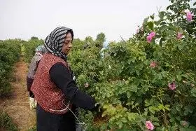 برداشت گل محمدی در روستای اله رودبار بابل