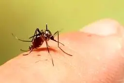 شناسایی نخستین فرد مبتلا به تب‌ دنگی در اصفهان
