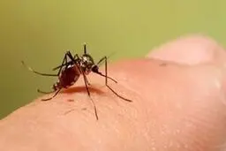 شناسایی نخستین فرد مبتلا به تب‌ دنگی در اصفهان