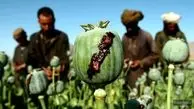 طالبان؛ عامل افزایش قیمت تریاک