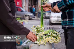 می‌رویم گل نرگس بچینیم

