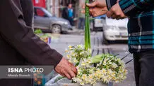 می‌رویم گل نرگس بچینیم

