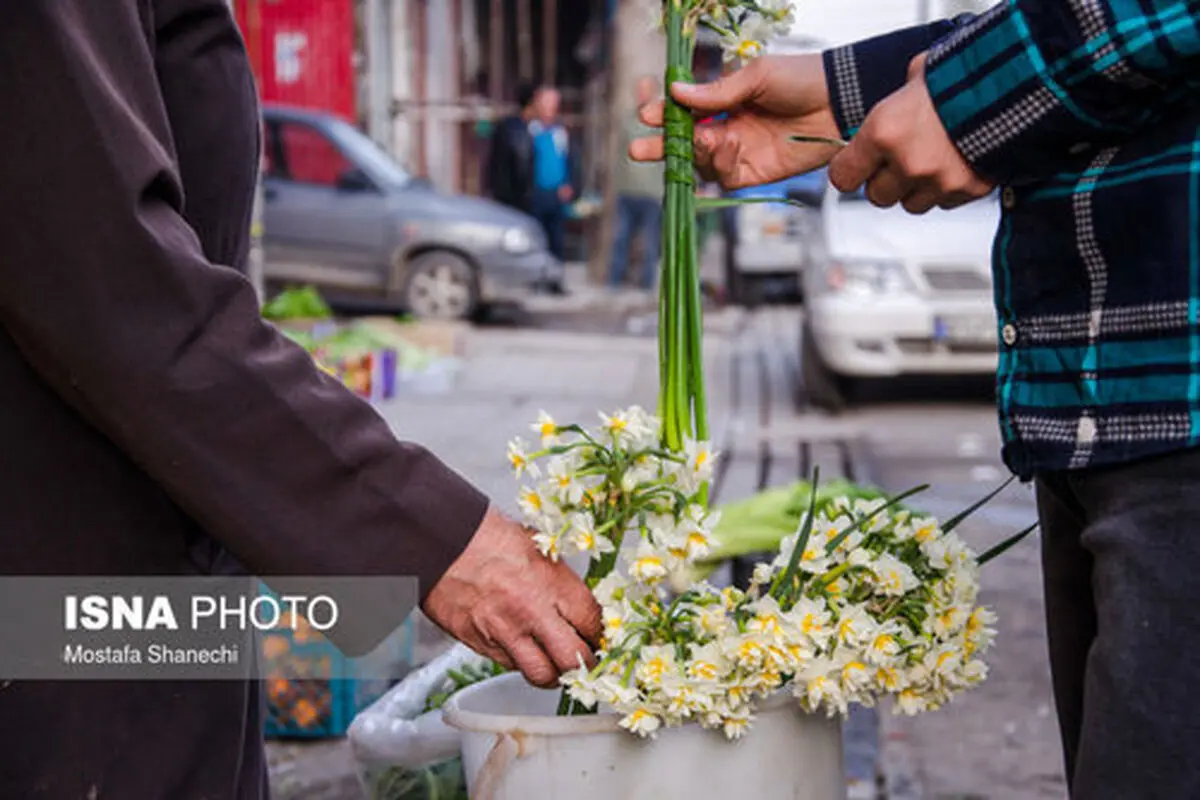می‌رویم گل نرگس بچینیم

