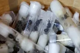 مورچه دزدها دستگیر شدند 