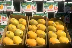 ممنوعیت  واردات انبه را تا اطلاع ثانوی