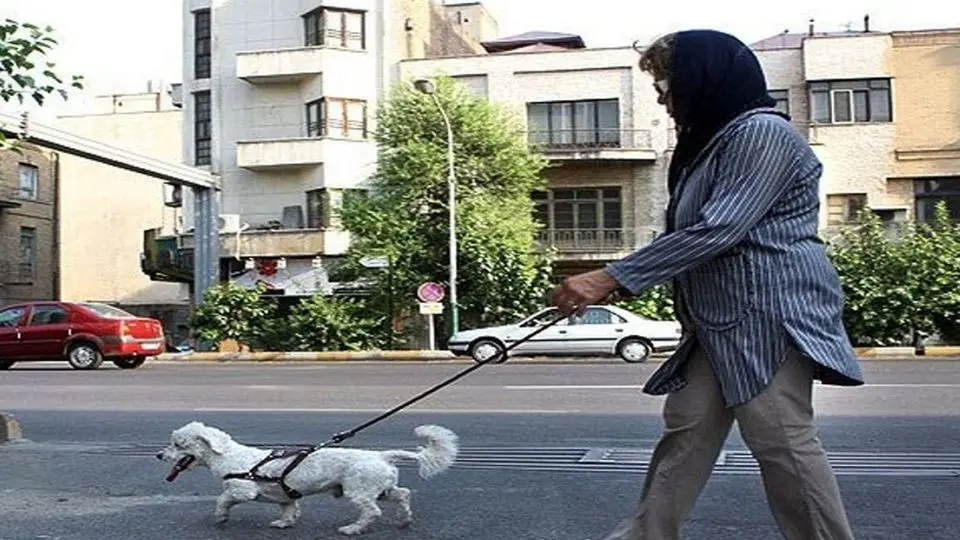 شیوع بیماری سالک به دلیل نگهداری سگ و گربه