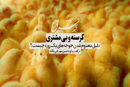 گرسنه و بی‌مشتری / دلیل معدوم شدن جوجه‌های یک روزه چیست؟