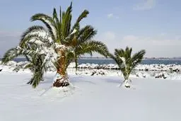 برف و تگرگ شدید عربستانی‌ها را غافلگیر کرد/ ویدیو