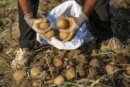 کشت ۱۱ محصول باغی ممنوع شد