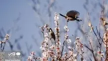 شکوفه‌های زودهنگام بهاری در شیراز