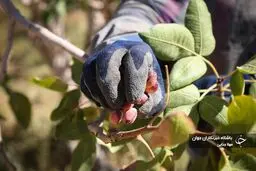 حقایقی درباره صادرات پسته

