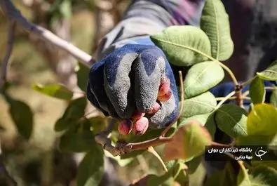 برداشت پسته در کرمان