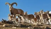 سرشماری کل و بز وحشی در زیستگاه‌های رودبار و رودسر+ ویدئو