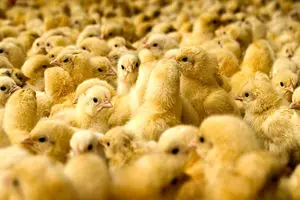 تحویل جوجه یک روزه با قیمت مناسب به مرغداران