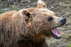 حمله خرس به یک مرد روستایی در چالوس