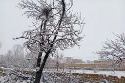 برف بهاری در بخش هایی از اصفهان+عکس