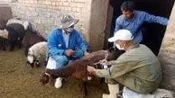 تب برفکی در افغانستان شایع شد
