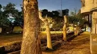 توضیح شهرداری درباره قطع درختان خیابان ایتالیا/ دو درختی که سَربَرداری شده‌اند، کاملا خشک هستند

