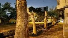 توضیح شهرداری درباره قطع درختان خیابان ایتالیا/ دو درختی که سَربَرداری شده‌اند، کاملا خشک هستند

