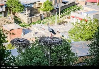 همزیستی لک‌لک‌ها و انسان در روستای دره‌تفی - کردستان