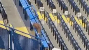 ورود ناگهانی یک روباه به استادیوم فوتبال+ ویدئو