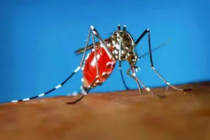ضرورت آمادگی برای مقابله با تب دِنگی