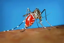 شناسایی ۱۷ مبتلا به تب دنگی از ابتدای امسال 