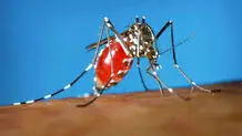 خبر فوری؛ ۴۰۰ مورد مشکوک‌ تب دنگی در هرمزگان شناسایی شد