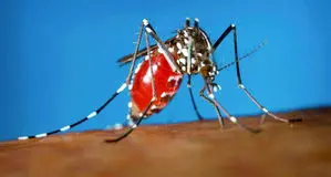ضرورت آمادگی برای مقابله با تب دِنگی