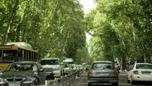 توضیحات شهرداری تهران درباره قطع درختان چنار خیابان ولیعصر/ عکس