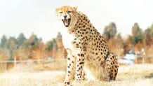 انجمن یوز ایرانی هم تعطیل می‌شود