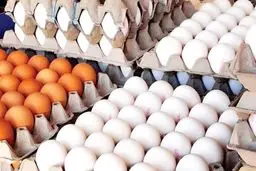
چاره‌ای جز افزایش قیمت تخم مرغ نداشتیم