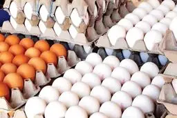 
چاره‌ای جز افزایش قیمت تخم مرغ نداشتیم