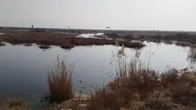 دو‌سوم عرصه‌های تالابی  در معرض خشکیدگی شدید
