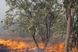 آتش‌سوزی جنگهای مهران 