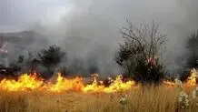۲۰۰ درخت با ارزش ارس در آتش سوختند