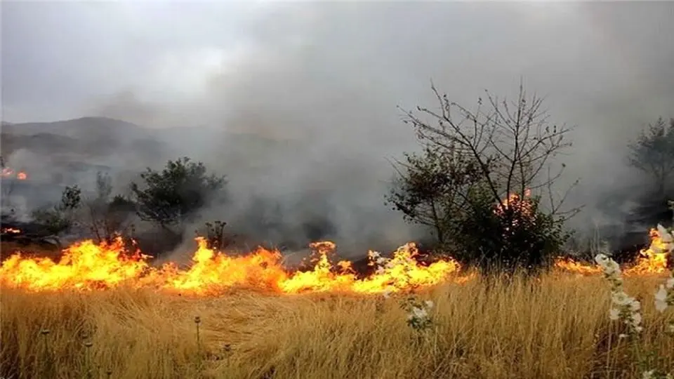 ۲۰۰ درخت با ارزش ارس در آتش سوختند