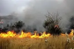 ۲۰۰ درخت با ارزش ارس در آتش سوختند