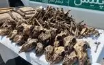 ماجرای کشف ۴۱ جمجمه حیات‌وحش از خانه‌ای در شاهین‌شهر چه بود؟